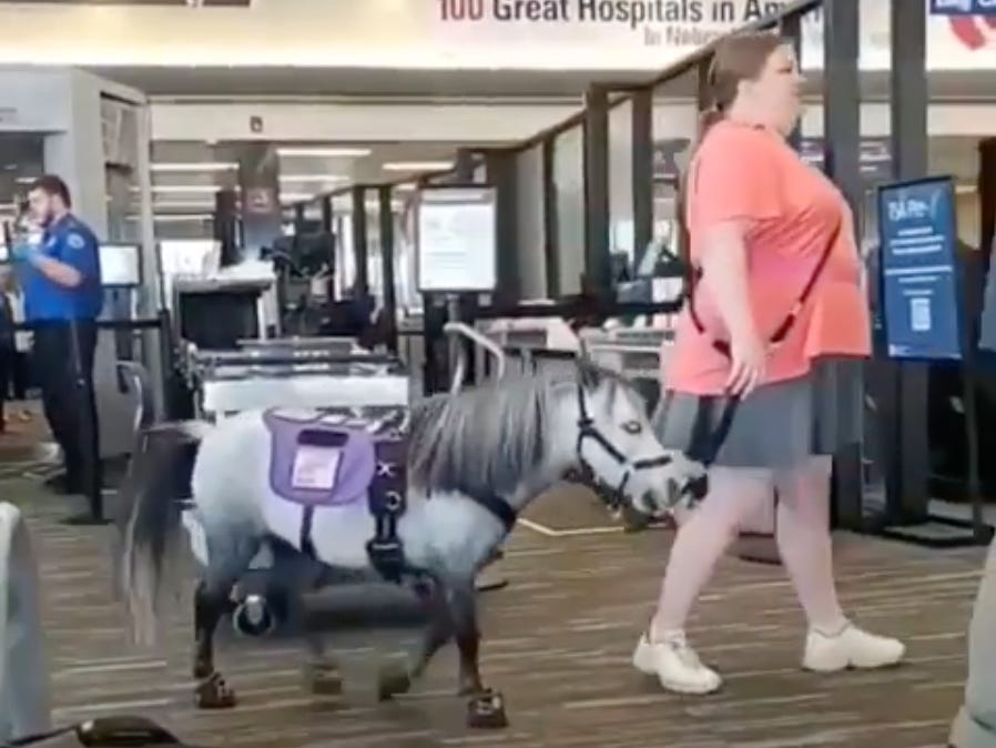 Miniature Horse Flies First Class